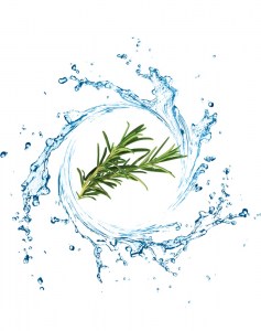 Ανθόνερο Δεντρολίβανο